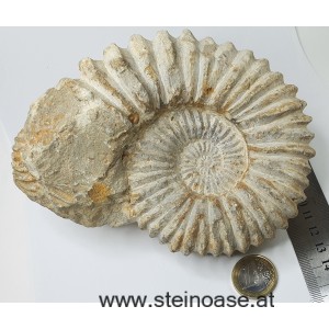 Ammonite versteinert 